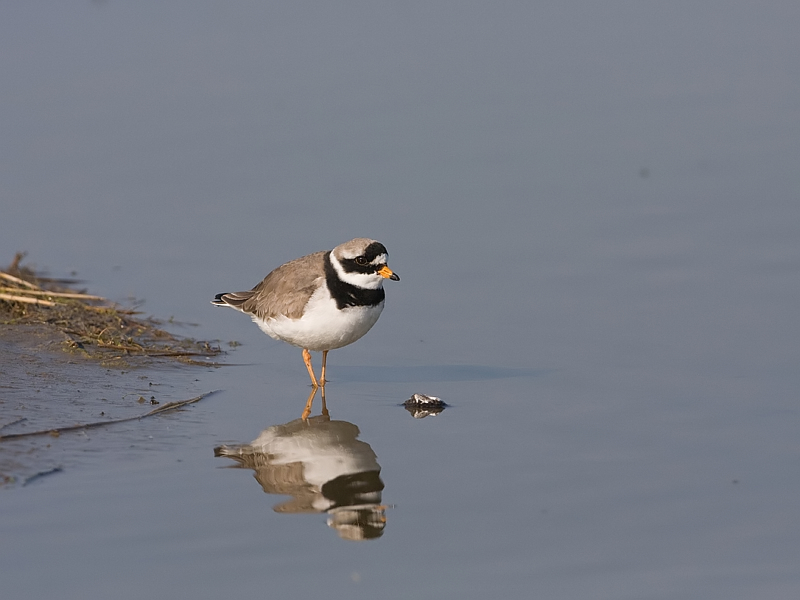 Charadrius hiaticula Great Ringed Plover Bontbekplevier